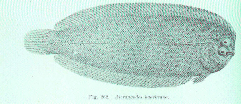 Aseraggodes haackeanus (Aseraggodes haackeanus) |commons:File:FMIB 45748 Aseraggodes haackeana.jpeg