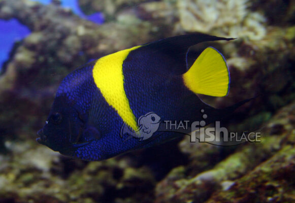 Asfur Angelfish (Pomacanthus asfur) |commons:File:Pomacanthus asfur 2.jpg
