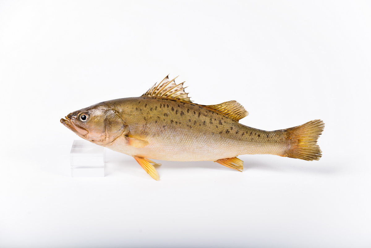 Asian Sea Perch (Lateolabrax japonicus) |commons:File:DMZ 서식동물 농어 Lateolabrax japonicus 01.jpg