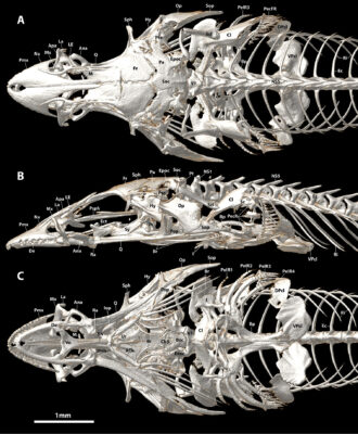 Aspasmichthys ciconiae (Aspasmichthys ciconiae) |commons:File:Aspasmichthys ciconiae (10.3897-zookeys.786.28539) Figure 16.jpg