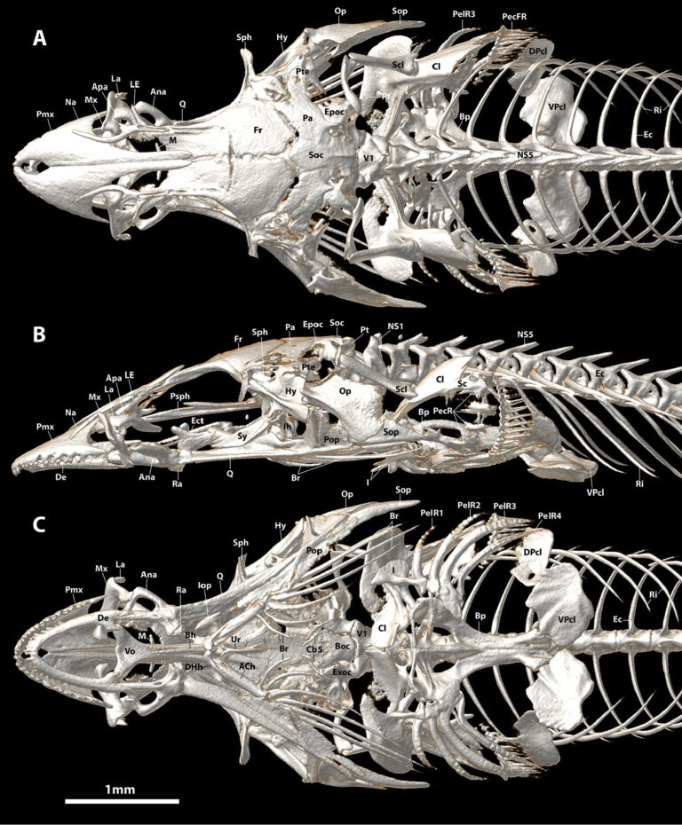 Aspasmichthys ciconiae (Aspasmichthys ciconiae) |commons:File:Aspasmichthys ciconiae (10.3897-zookeys.786.28539) Figure 16.jpg