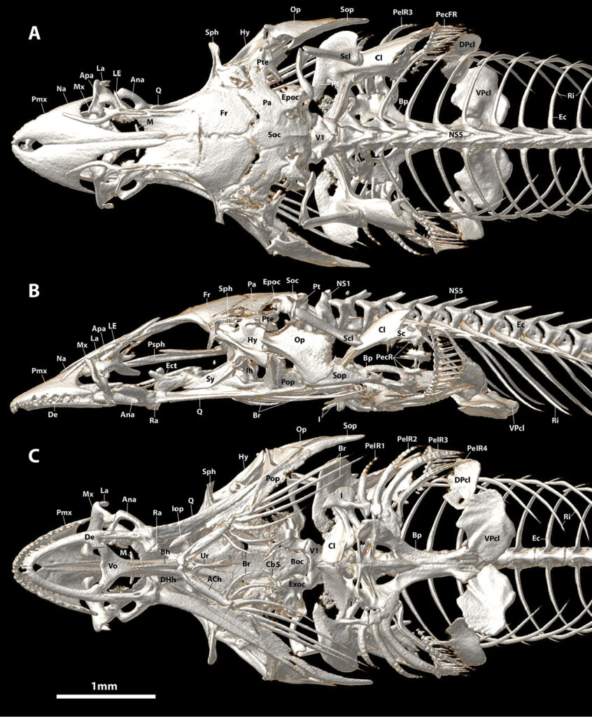 Aspasmichthys ciconiae (Aspasmichthys ciconiae) |commons:File:Aspasmichthys ciconiae (10.3897-zookeys.786.28539) Figure 16.jpg