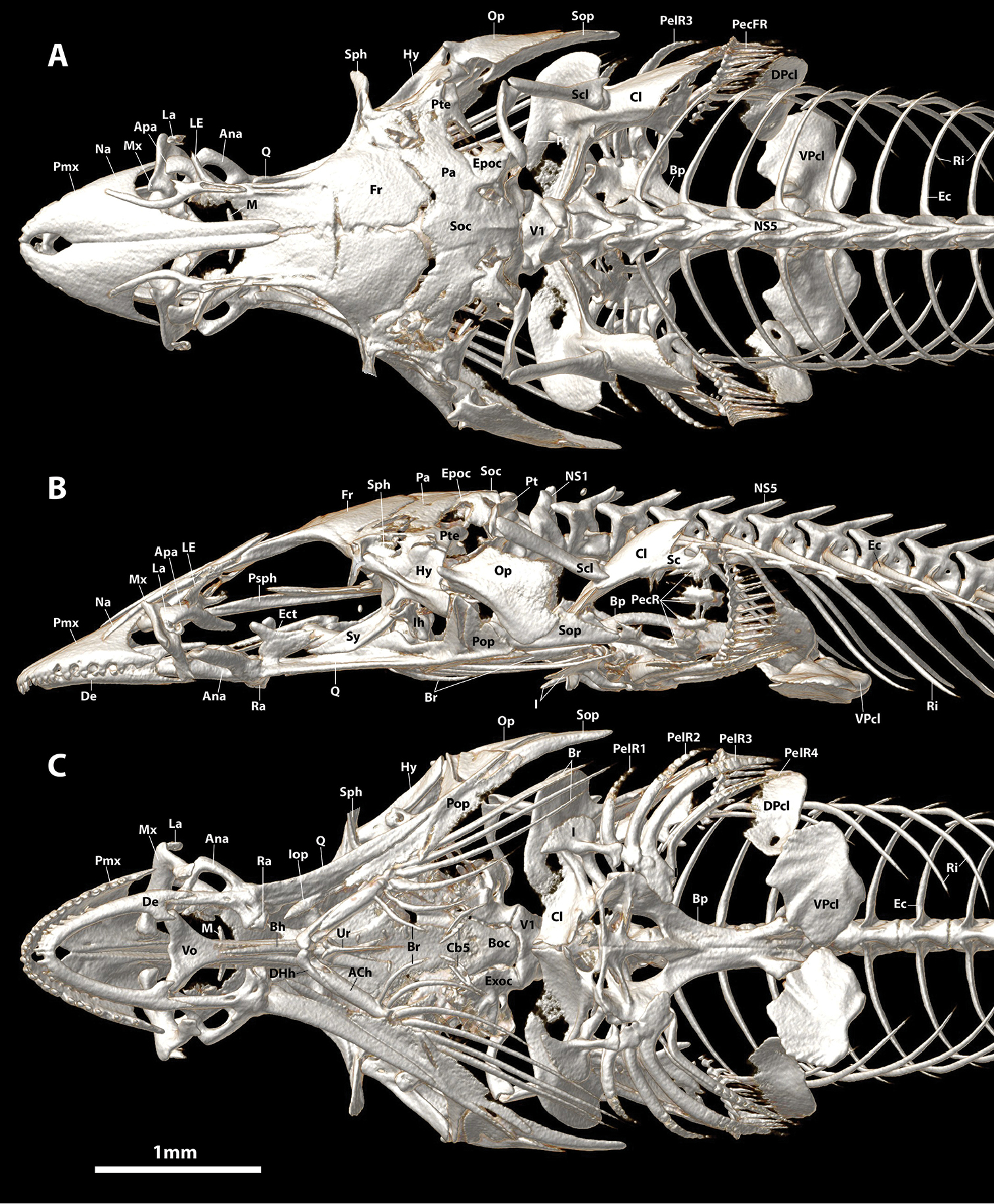 Aspasmichthys ciconiae (Aspasmichthys ciconiae) |commons:File:Aspasmichthys ciconiae (10.3897-zookeys.786.28539) Figure 16.jpg