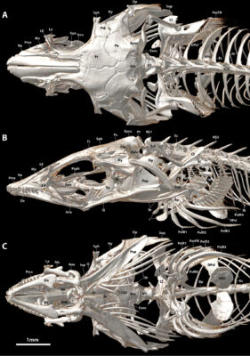 Aspasmogaster costata (Aspasmogaster costata) |commons:File:Aspasmogaster costata (10.3897-zookeys.786.28539) Figure 14.jpg