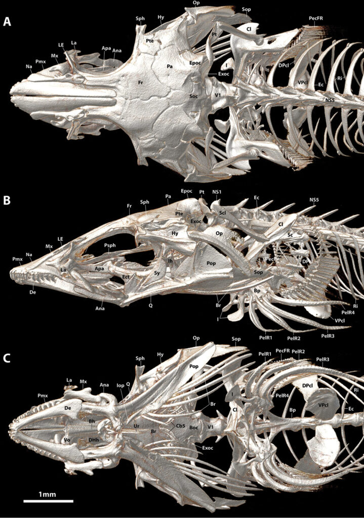 Aspasmogaster costata (Aspasmogaster costata) |commons:File:Aspasmogaster costata (10.3897-zookeys.786.28539) Figure 14.jpg