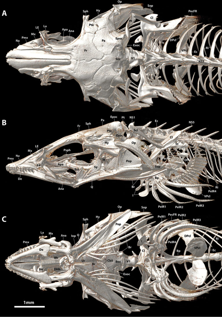 Aspasmogaster costata (Aspasmogaster costata) |commons:File:Aspasmogaster costata (10.3897-zookeys.786.28539) Figure 14.jpg