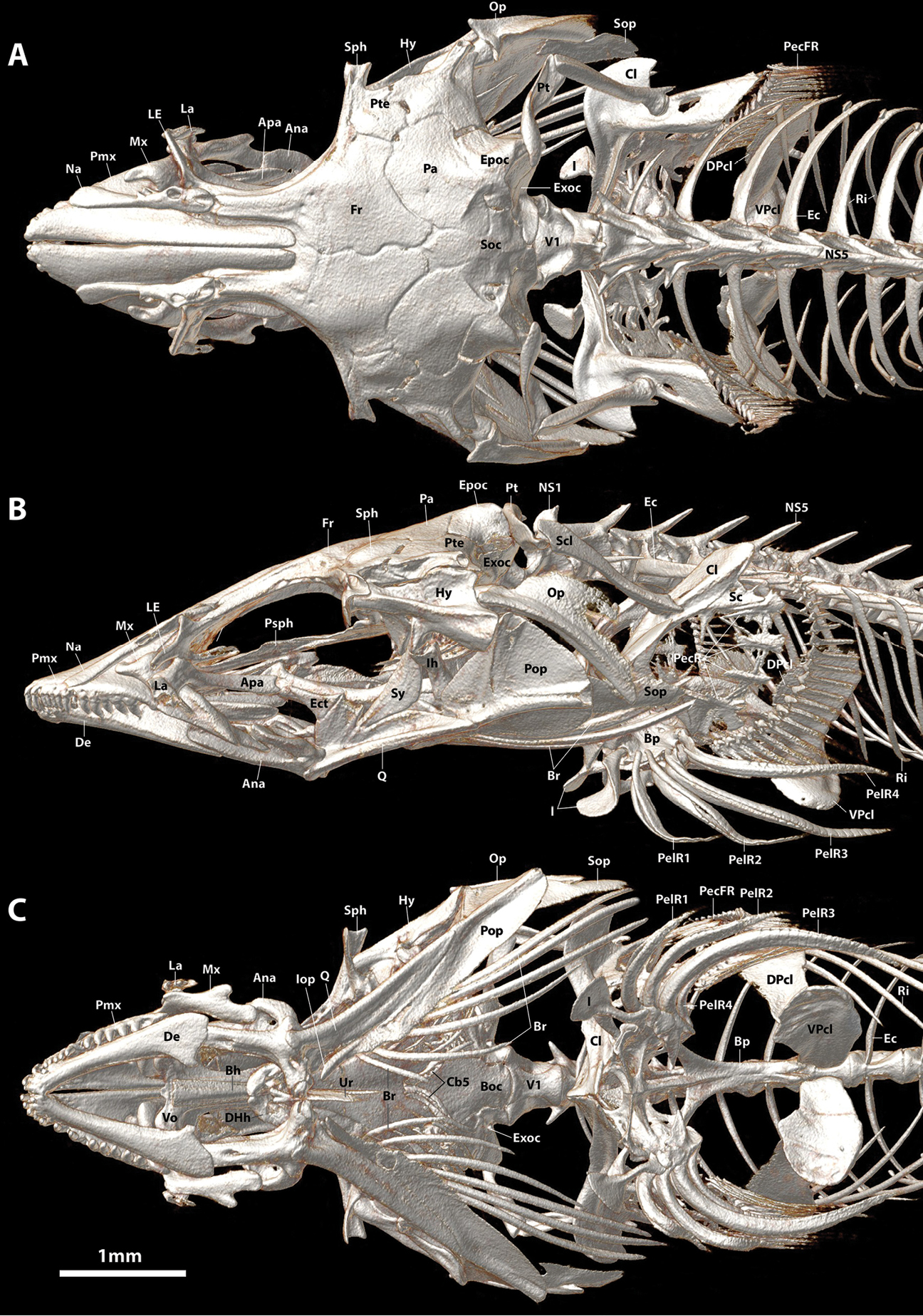 Aspasmogaster costata (Aspasmogaster costata) |commons:File:Aspasmogaster costata (10.3897-zookeys.786.28539) Figure 14.jpg