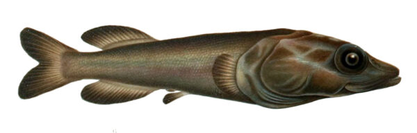 Asquamiceps velaris (Asquamiceps velaris) |commons:File:Asquamiceps velaris.jpg
