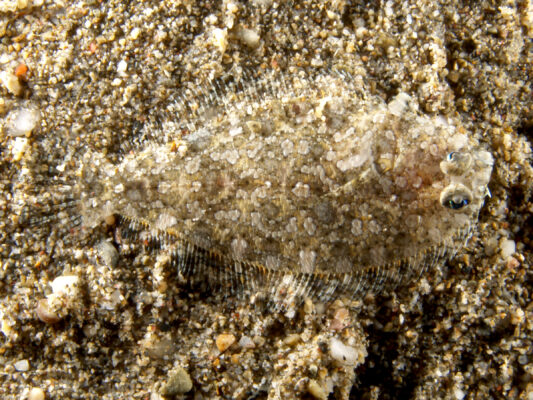 Asterorhombus intermedius (Asterorhombus intermedius) |commons:File:Asterorhombus intermedius (Intermediate flounder), Timor-Leste - 20061130.jpg