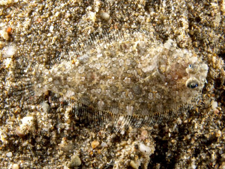 Asterorhombus intermedius (Asterorhombus intermedius) |commons:File:Asterorhombus intermedius (Intermediate flounder), Timor-Leste - 20061130.jpg