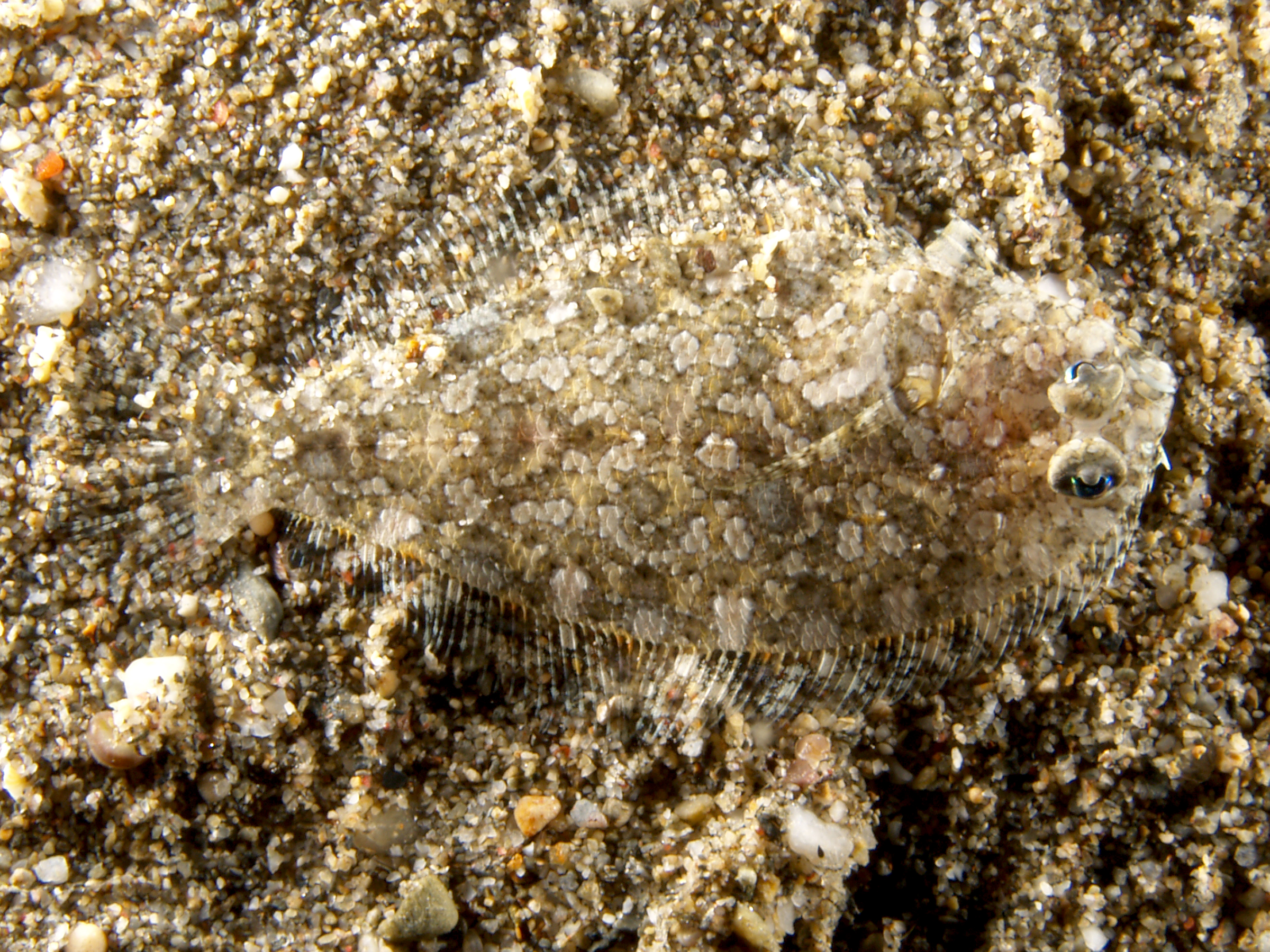 Asterorhombus intermedius (Asterorhombus intermedius) |commons:File:Asterorhombus intermedius (Intermediate flounder), Timor-Leste - 20061130.jpg