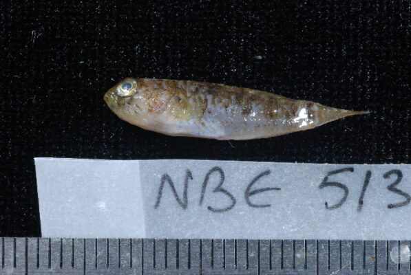 Asterropteryx ensifera (Asterropteryx ensifera) |commons:File:Asterropteryx ensifera.jpg