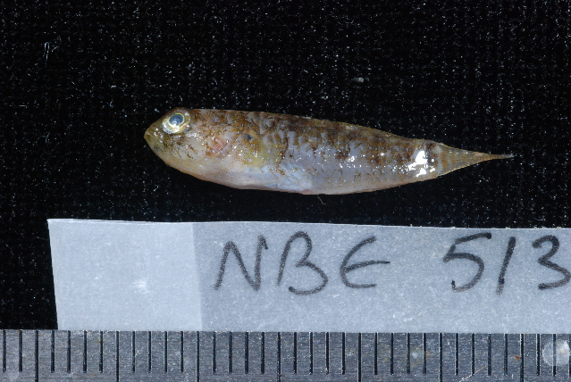 Asterropteryx ensifera (Asterropteryx ensifera) |commons:File:Asterropteryx ensifera.jpg