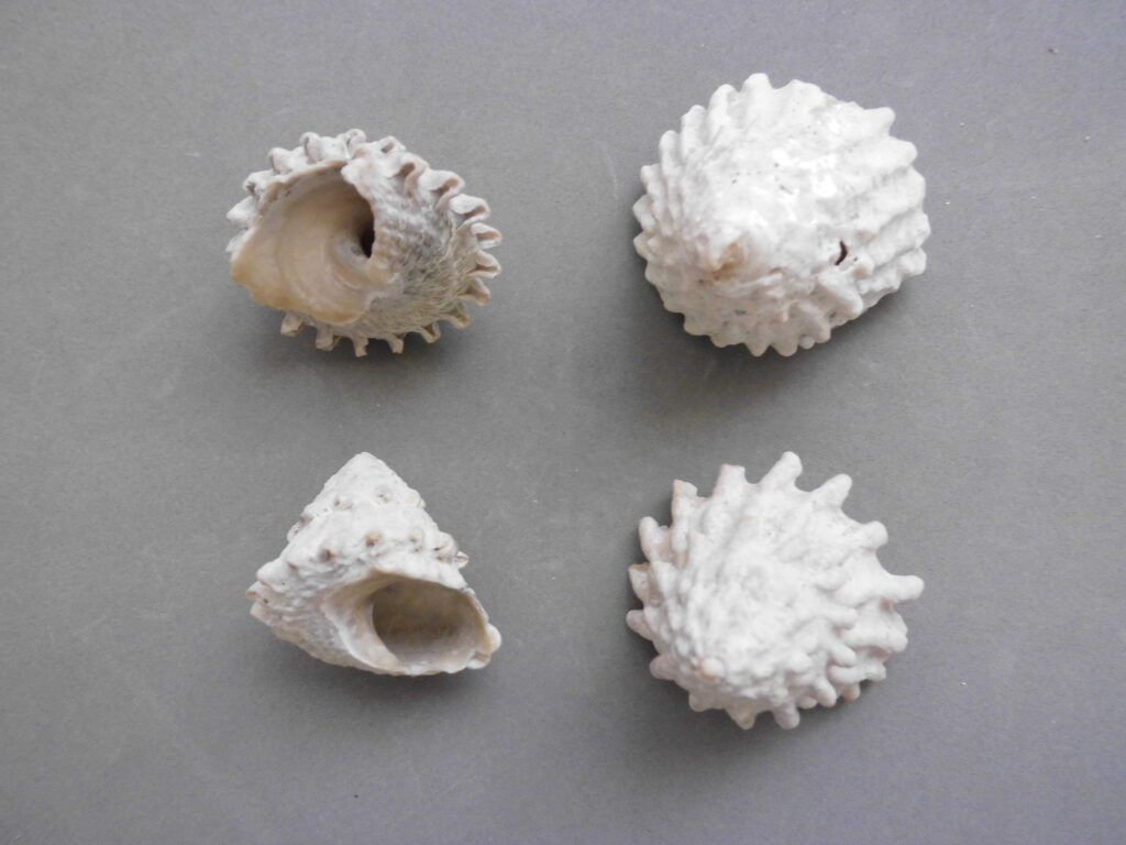 Astrea Snail Lithopoma tectum