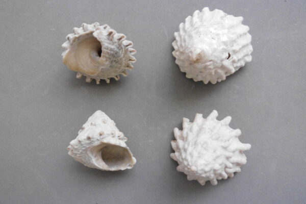Astrea Snail Lithopoma tectum