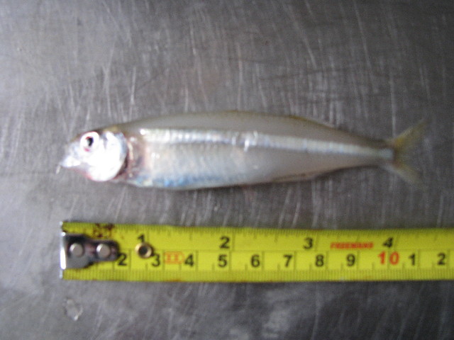Atherina breviceps (Atherina breviceps) |commons:File:Atherina breviceps.JPG