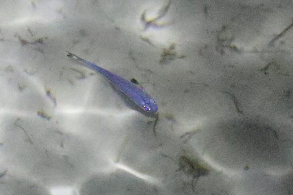 Atherinomorus vaigiensis (Atherinomorus vaigiensis) |commons:File:Atherinomorus vaigiensis.jpg