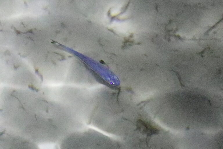 Atherinomorus vaigiensis (Atherinomorus vaigiensis) |commons:File:Atherinomorus vaigiensis.jpg