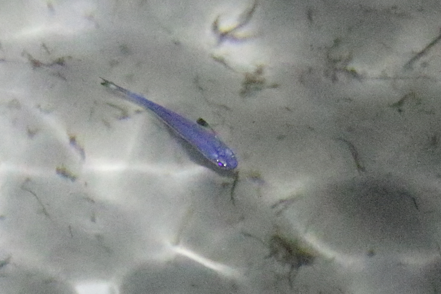 Atherinomorus vaigiensis (Atherinomorus vaigiensis) |commons:File:Atherinomorus vaigiensis.jpg