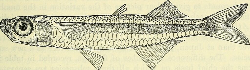 Atherion elymus (Atherion elymus) |commons:File:Atherion elymus.jpg
