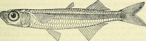 Atherion elymus (Atherion elymus) |commons:File:Atherion elymus.jpg