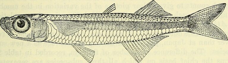 Atherion elymus (Atherion elymus) |commons:File:Atherion elymus.jpg