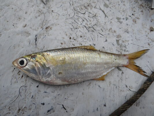 Atlantic Anchoveta (Cetengraulis edentulus) |commons:File:Cetengraulis edentulus.jpg