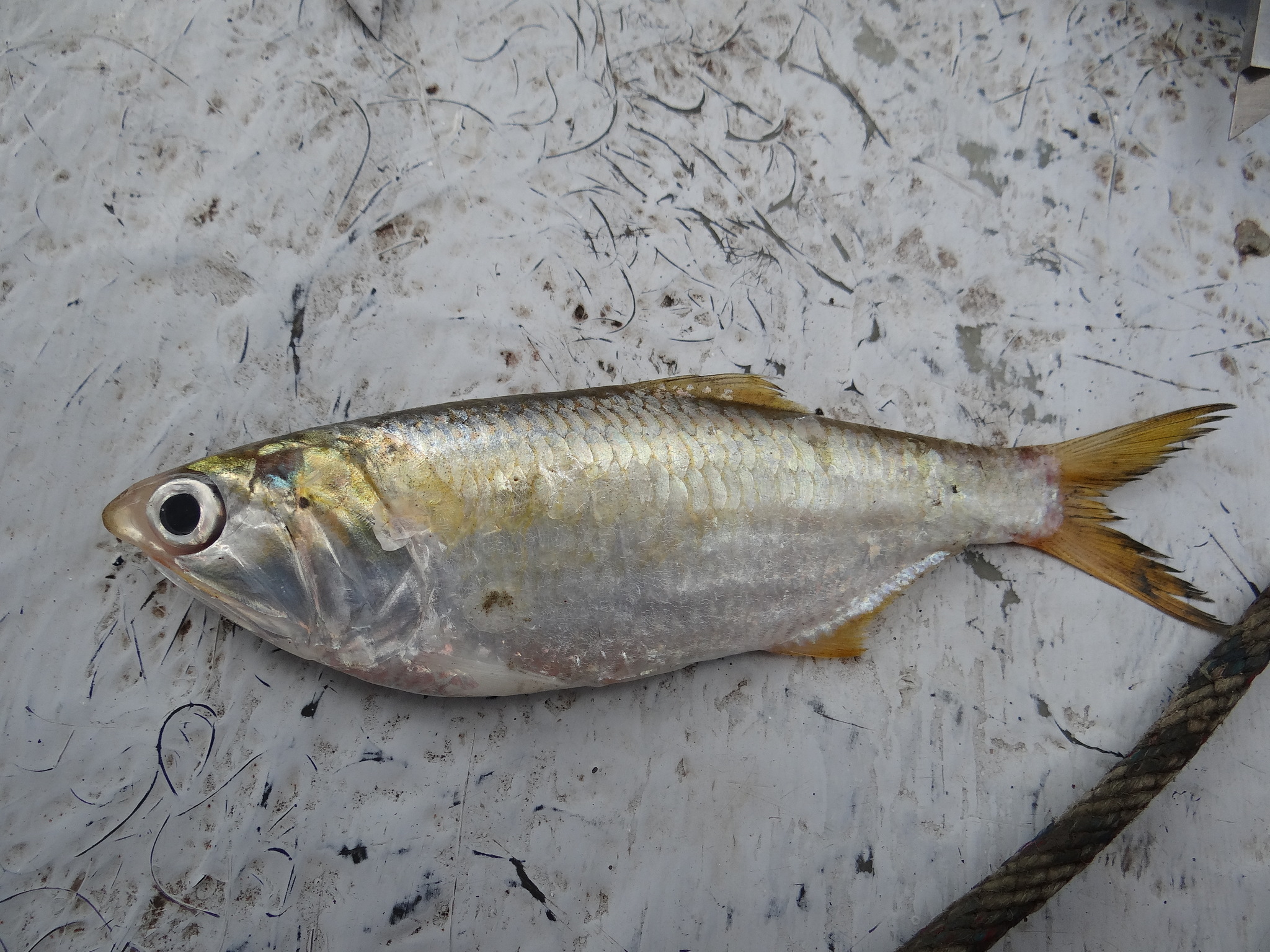 Atlantic Anchoveta (Cetengraulis edentulus) |commons:File:Cetengraulis edentulus.jpg