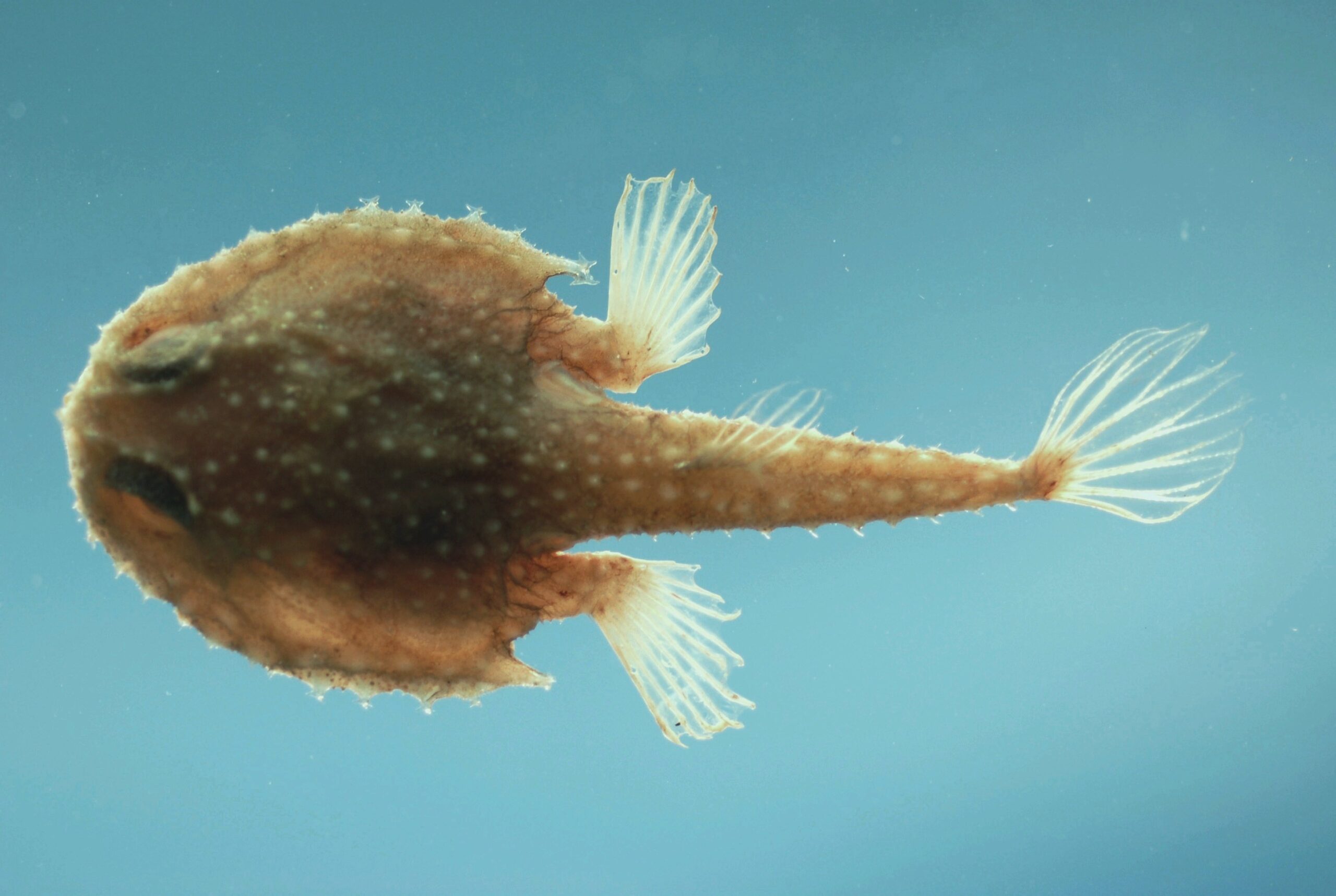 Atlantic Batfish (Dibranchus atlanticus) |commons:File:Atlantic batfish ( Dibranchus atlanticus ).jpg