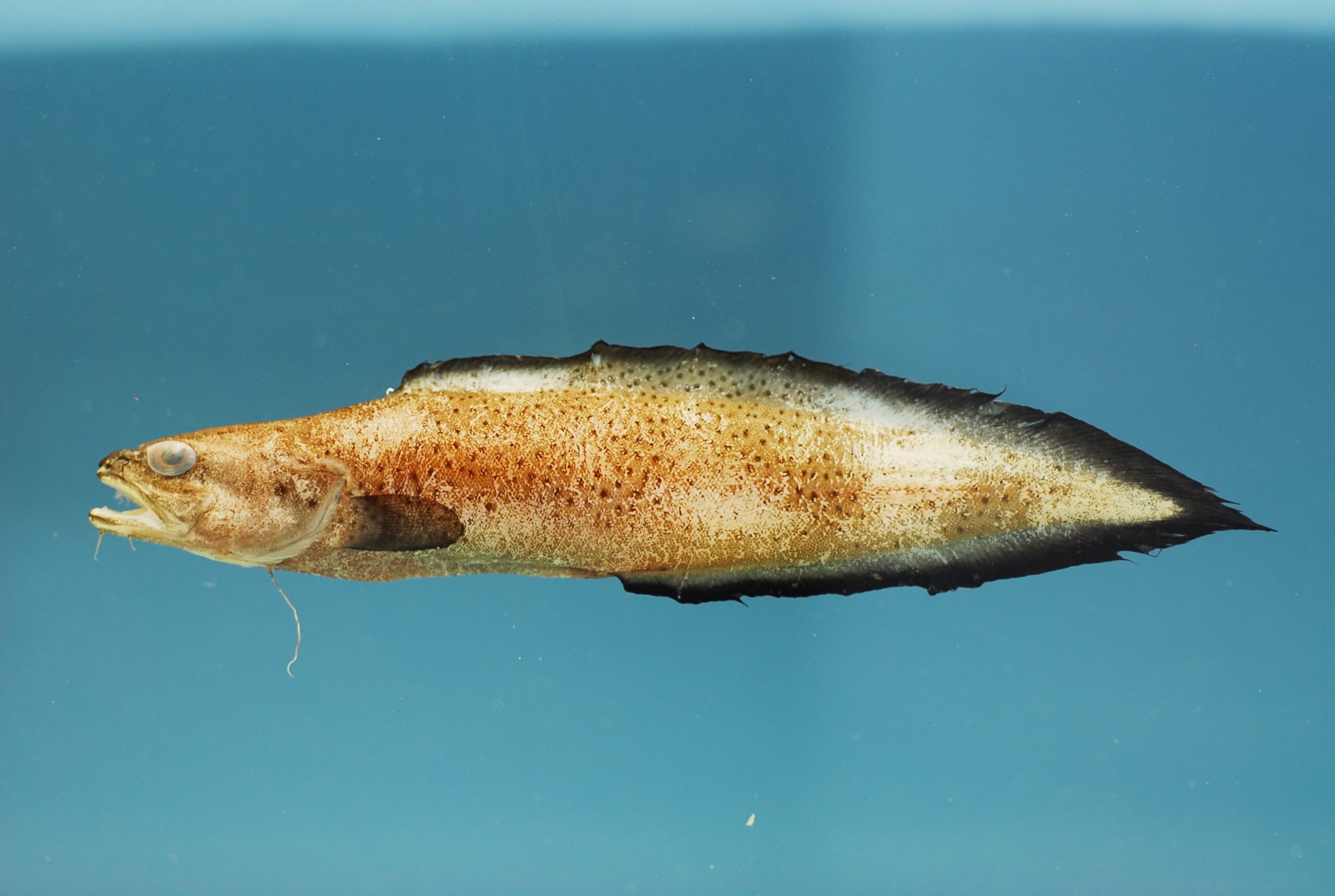 Atlantic Bearded Brotula (Brotula barbata) |commons:File:Bearded brotula ( Brotula barbata ).jpg