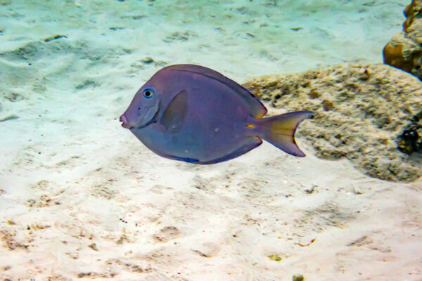 Atlantic Blue Tang Acanthurus coeruleus