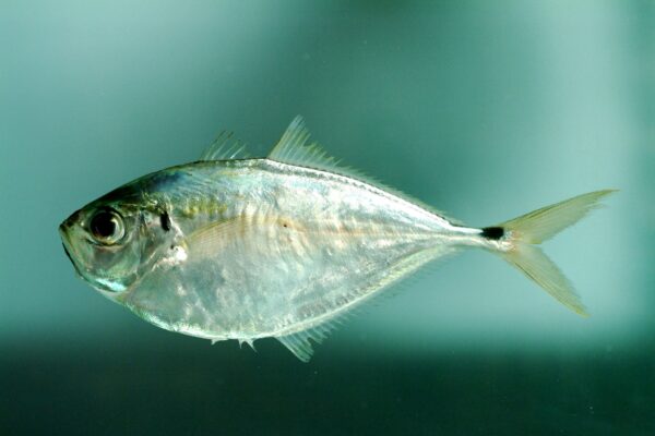 Atlantic Bumper (Chloroscombrus chrysurus) |commons:File:Chloroscombrus chrysurus.jpg