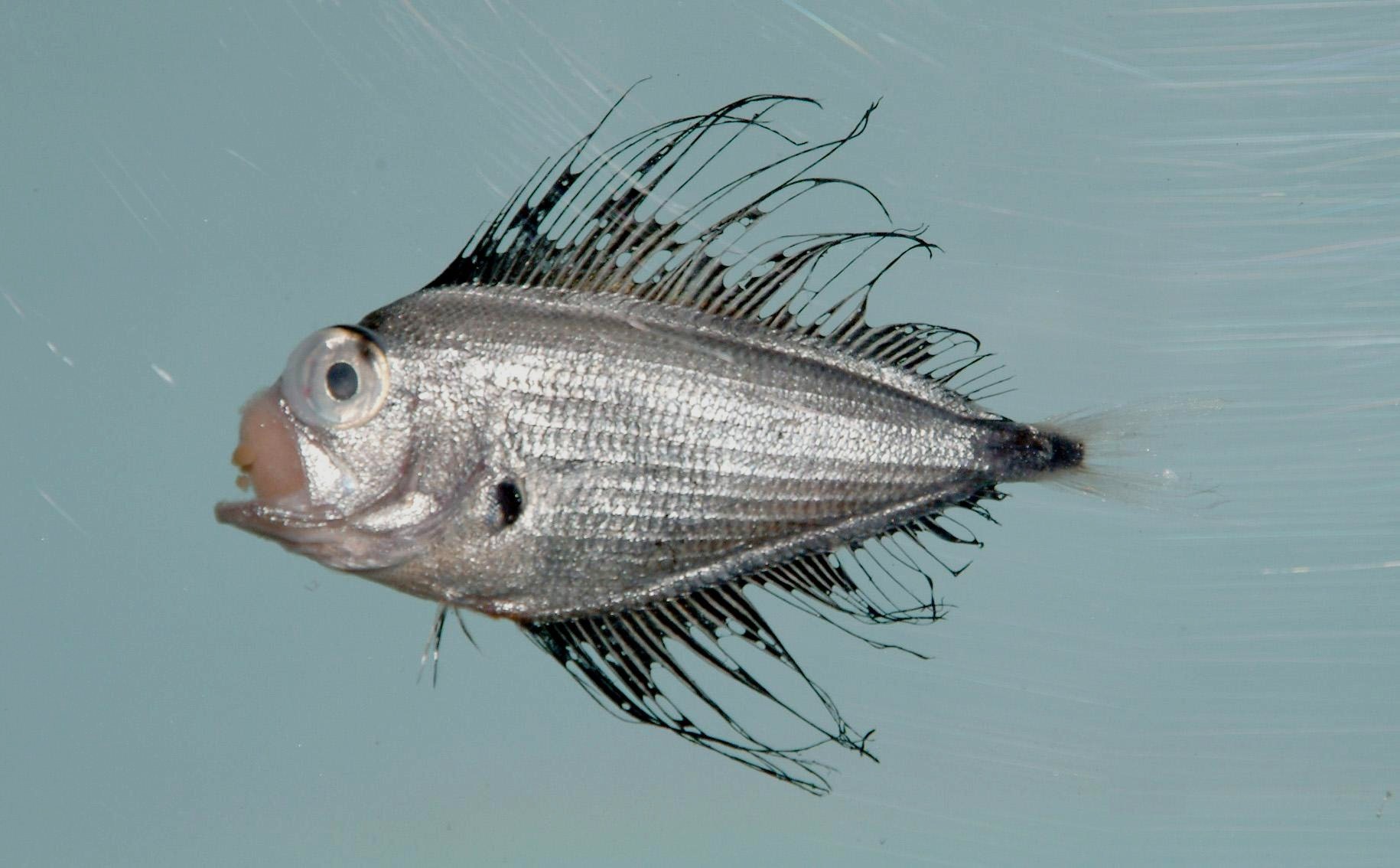 Atlantic Fanfish (Pterycombus brama) |commons:File:Atlantic fanfish ( Pterycombus brama ).jpg