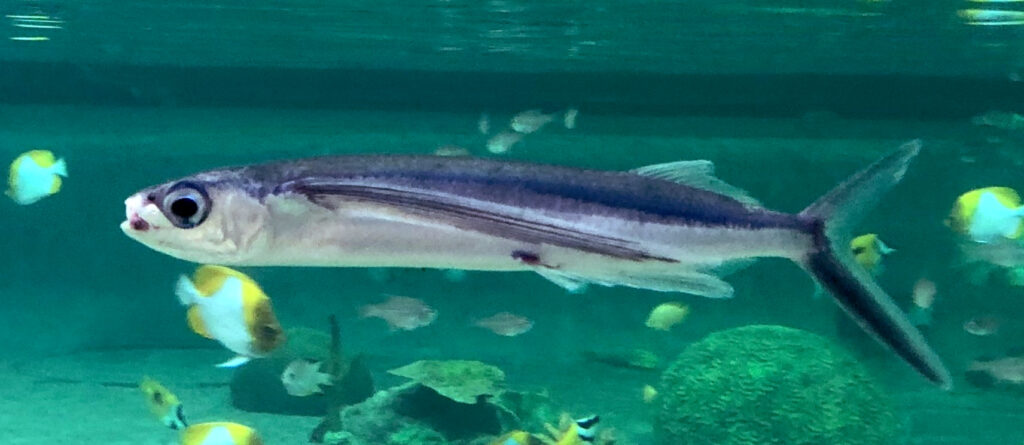 Atlantic Flying-fish (Cheilopogon heterurus) |commons:File:Cheilopogon heterurus.jpg