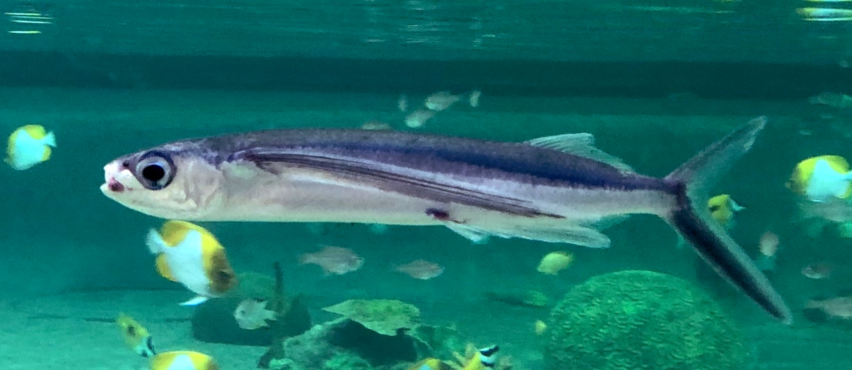 Atlantic Flying-fish (Cheilopogon heterurus) |commons:File:Cheilopogon heterurus.jpg