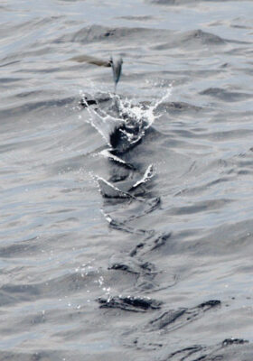 Atlantic Flyingfish (Cheilopogon melanurus) |commons:File:Cheilopogon melanurusPCCA20070623-3954B.jpg