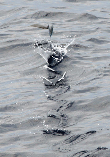 Atlantic Flyingfish (Cheilopogon melanurus) |commons:File:Cheilopogon melanurusPCCA20070623-3954B.jpg