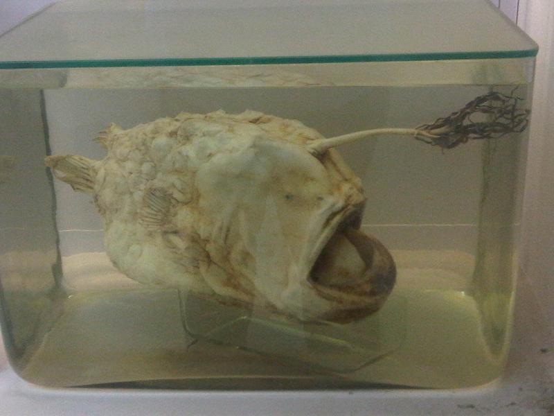 Atlantic Footballfish (Himantolophus groenlandicus) |commons:File:Hal - Himantolophus groenlandicus - 1.jpg
