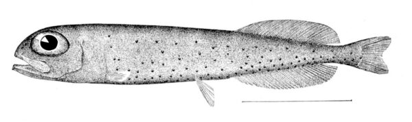 Atlantic Gymnast (Xenodermichthys copei) |commons:File:Xenodermichthys copei.jpg