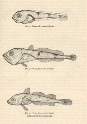 Atlantic Hake (Merluccius bilinearis) |commons:File:FMIB 38958 Merluccius bilinearis.jpeg