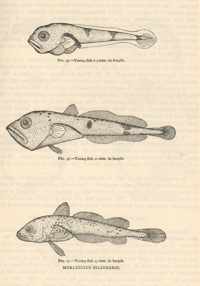 Atlantic Hake (Merluccius bilinearis) |commons:File:FMIB 38958 Merluccius bilinearis.jpeg
