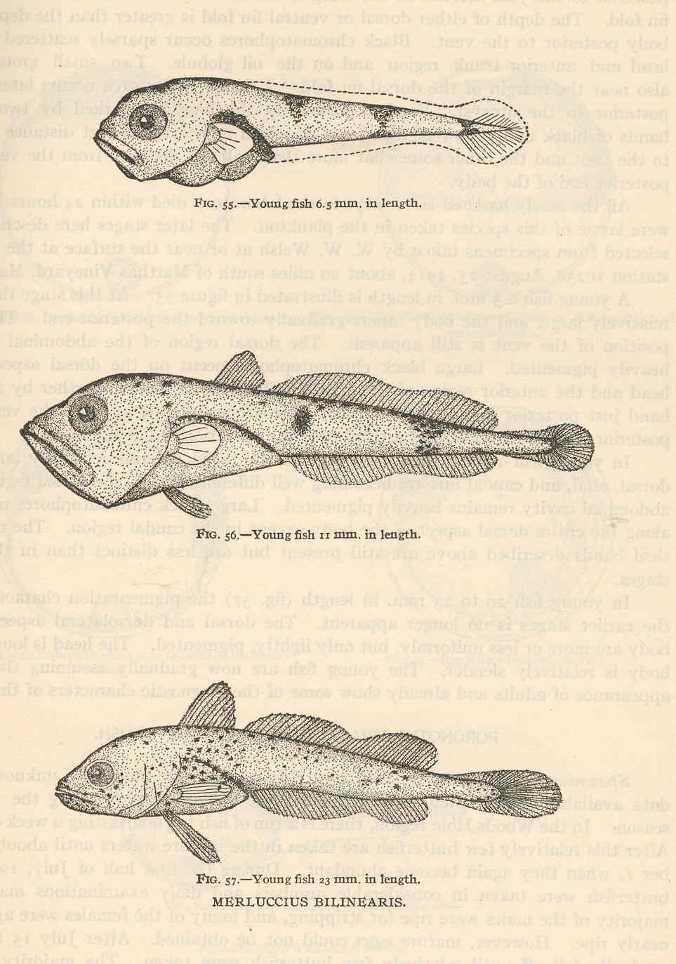 Atlantic Hake (Merluccius bilinearis) |commons:File:FMIB 38958 Merluccius bilinearis.jpeg