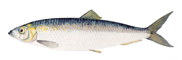 Atlantic Herring (Clupea harengus) |commons:File:Clupea harengus Gervais.flipped.jpg