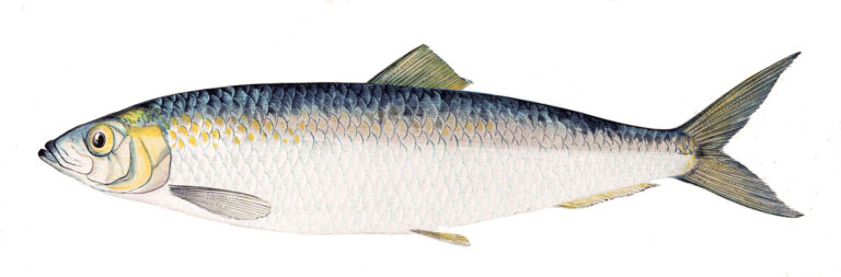 Atlantic Herring (Clupea harengus) |commons:File:Clupea harengus Gervais.flipped.jpg
