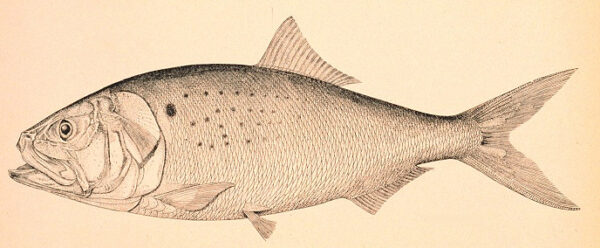 Atlantic Menhaden (Brevoortia tyrannus) |commons:File:Brevoortia tyrannus.jpg