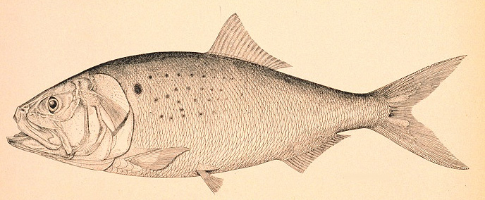 Atlantic Menhaden (Brevoortia tyrannus) |commons:File:Brevoortia tyrannus.jpg
