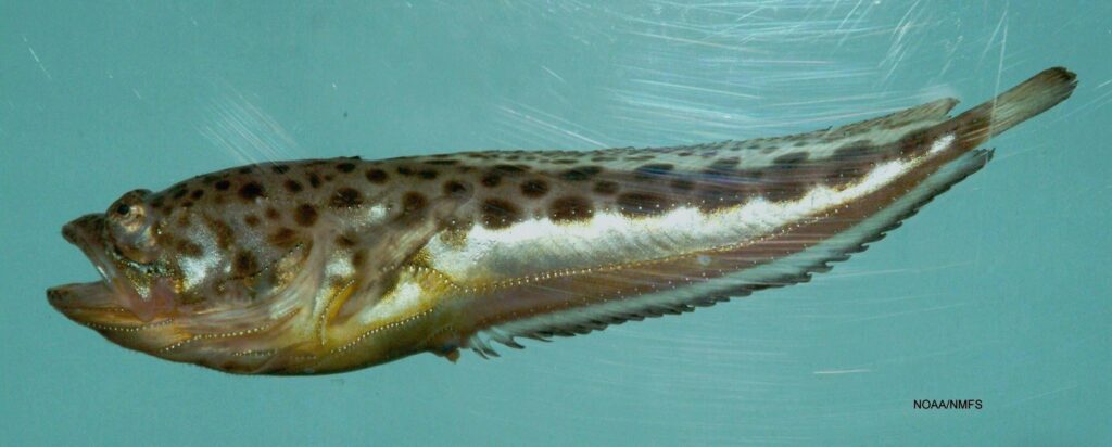 Atlantic Midshipman (Porichthys plectrodon) |commons:File:Atlantic midshipman ( Porichthys plectrodon ).jpg