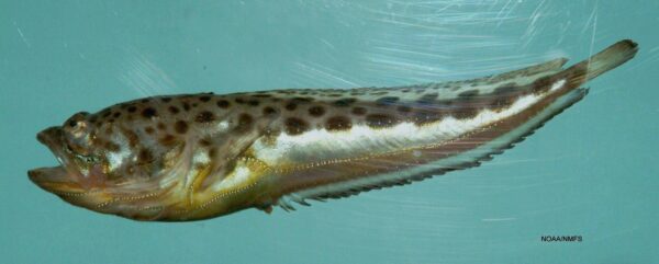 Atlantic Midshipman (Porichthys plectrodon) |commons:File:Atlantic midshipman ( Porichthys plectrodon ).jpg
