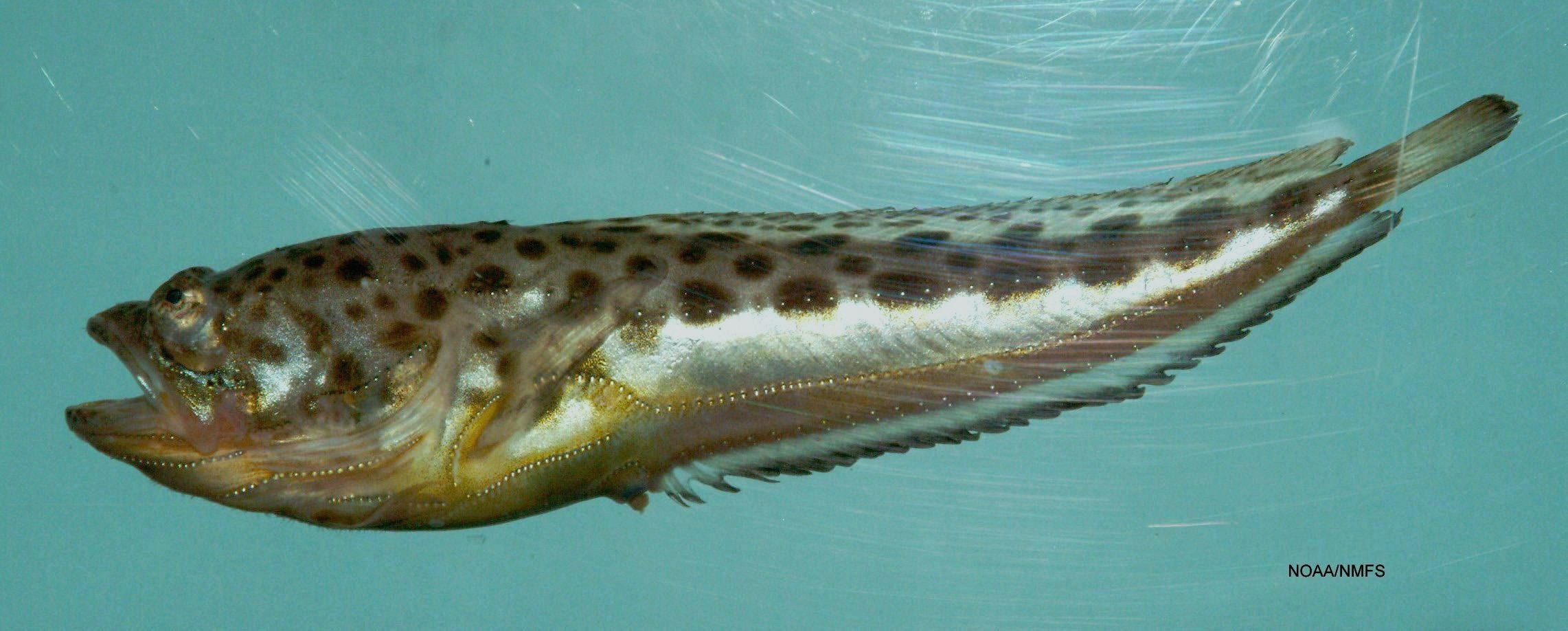 Atlantic Midshipman (Porichthys plectrodon) |commons:File:Atlantic midshipman ( Porichthys plectrodon ).jpg