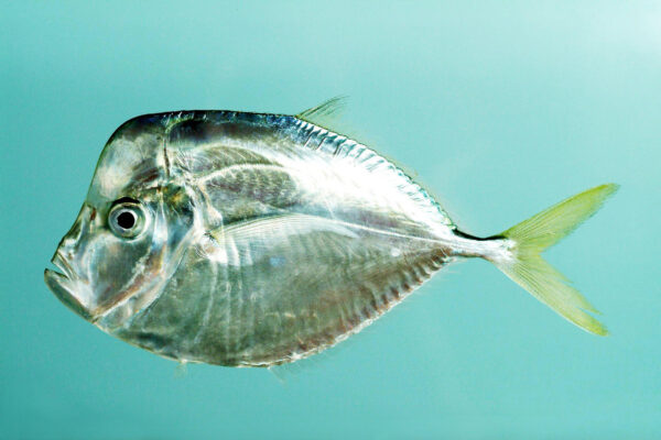 Atlantic moonfish (Selene setapinnis) |commons:File:Selene setapinnis.jpg